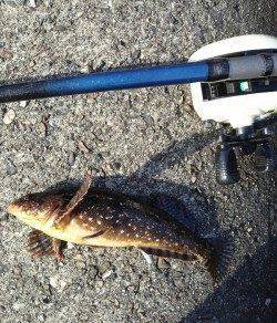 高砂港　穴釣りでメバル狙いもアイナメ22cmの釣果