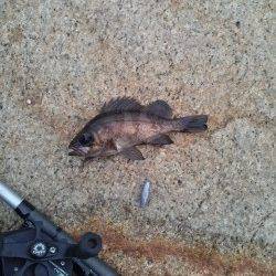 東二見、穴釣での釣果、全てリリースサイズでしたが楽しめました