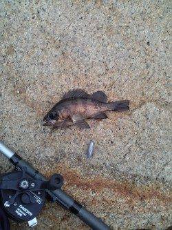 東二見、穴釣での釣果、全てリリースサイズでしたが楽しめました