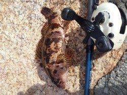 東二見で雪がちらつく中穴釣り、タケノコメバル