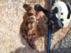 東二見で雪がちらつく中穴釣り、タケノコメバ…