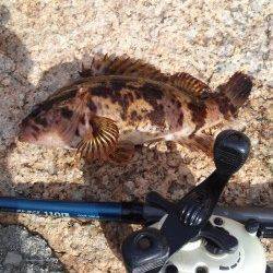 フカセをしに 三尾の地磯に行ってきました