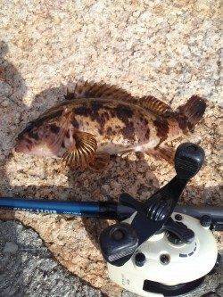 フカセをしに 三尾の地磯に行ってきました