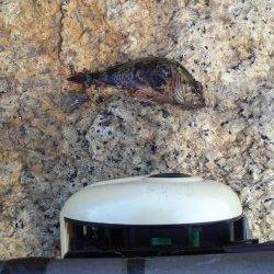 東二見で雪がちらつく中穴釣り、タケノコメバル