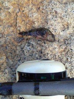 東二見で雪がちらつく中穴釣り、タケノコメバル