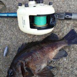 東二見、1投目でメバルをGET♪