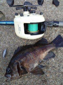 東二見、1投目でメバルをGET♪