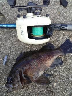 東二見、1投目でメバルをGET♪