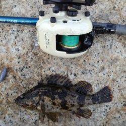 東二見、1投目でメバルをGET♪