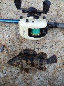 東二見、1投目でメバルをGET♪