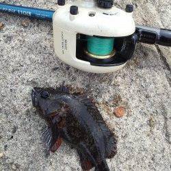 東二見、久しぶりのガシラの釣果