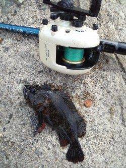 東二見、久しぶりのガシラの釣果