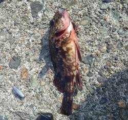 高砂港での穴釣り釣果、〜20cmまでのガシ…