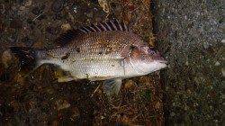 仕事帰り2時間だけチニングに出陣