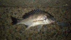 仕事帰り2時間だけチニングに出陣