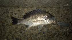 仕事帰り2時間だけチニングに出陣