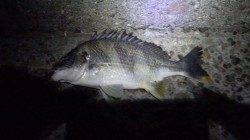 潮位が上がり出した頃にキビレGET！