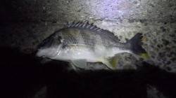 潮位が上がり出した頃にキビレGET！