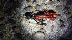 潮位が上がり出した頃にキビレGET！