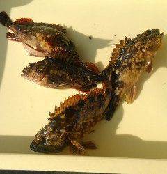 渡船を使ってのガシラ釣り　良く釣れています