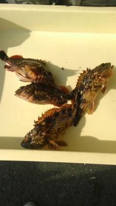 渡船を使ってのガシラ釣り　良く釣れています