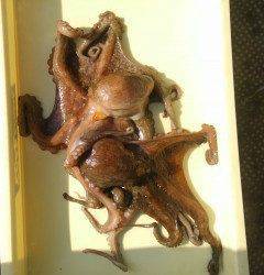 沖の北で800gのタコ2杯GET！