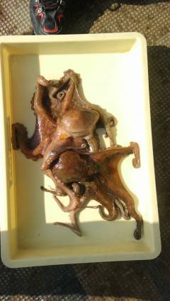 沖の北で800gのタコ2杯GET！