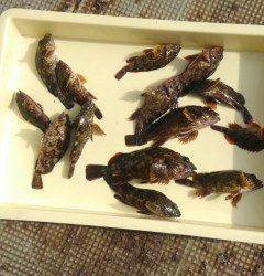 渡船を使ってのガシラ釣り　良く釣れています