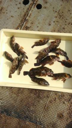 渡船を使ってのガシラ釣り　良く釣れています…