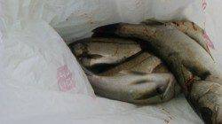 中波止の3番にてシラサのウキ釣りでハネ釣れてます