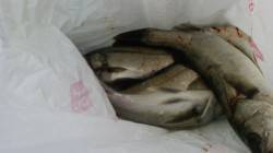 中波止の3番にてシラサのウキ釣りでハネ釣れ…