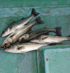 【11日】岸和田一文字でのハネ釣果