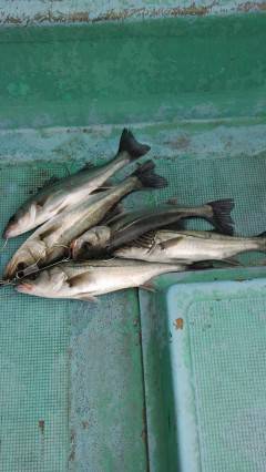 【11日】岸和田一文字でのハネ釣果