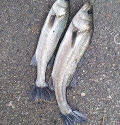 【11日】岸和田一文字でのハネ釣果