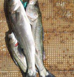 岸和田一文字、シラサでチヌ&ハネ釣れてます