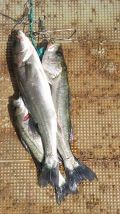 岸和田一文字、シラサでチヌ&ハネ釣れてます