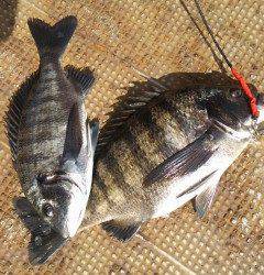 岸和田一文字、シラサでチヌ&ハネ釣れてます