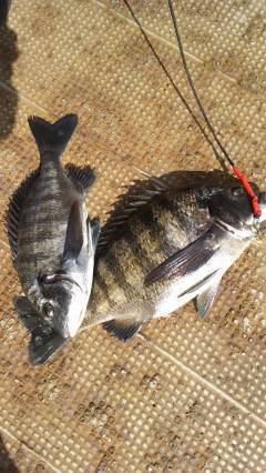 岸和田一文字、シラサでチヌ&ハネ釣…