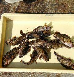 探り釣りでガシラ10匹、沖のカーブでの釣果
