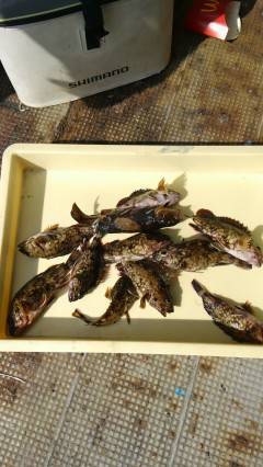 探り釣りでガシラ10匹、沖のカーブでの釣果…