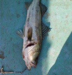 岸和田一文字のハネ、58cmの良型も釣れてます