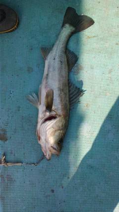 岸和田一文字のハネ、58cmの良型も釣れてます