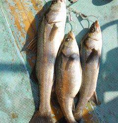 岸和田一文字のハネ、58cmの良型も釣れてます