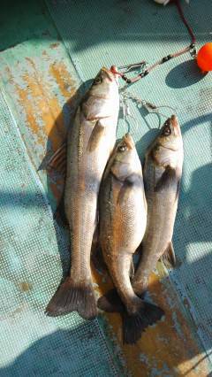 岸和田一文字のハネ、58cmの良型も釣れて…