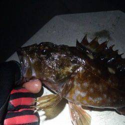 須磨でガシリング、本命メバルは反応イマイチ