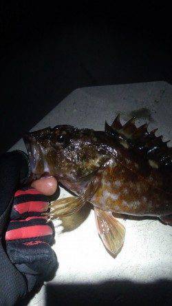 須磨でガシリング、本命メバルは反応イマイチ