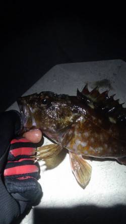 須磨でガシリング、本命メバルは反応イマイチ…