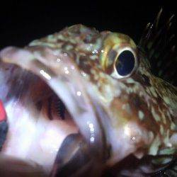 須磨でガシリング、本命メバルは反応イマイチ