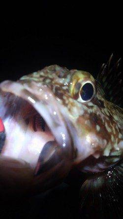 須磨でガシリング、本命メバルは反応イマイチ