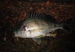 チニングでキビレを見事フッキング！！